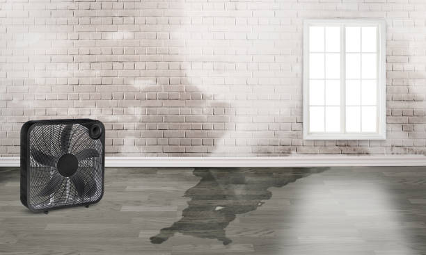 Best Flood damage cleanup  in West Point, KY